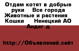 Отдам котят в добрые руки. - Все города Животные и растения » Кошки   . Ненецкий АО,Андег д.